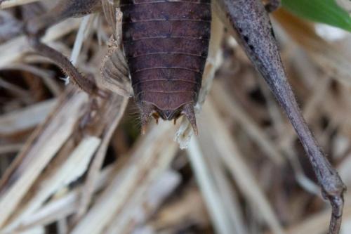 Pholidoptera griseoaptera